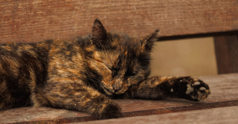 Sleeping on Warm Knees