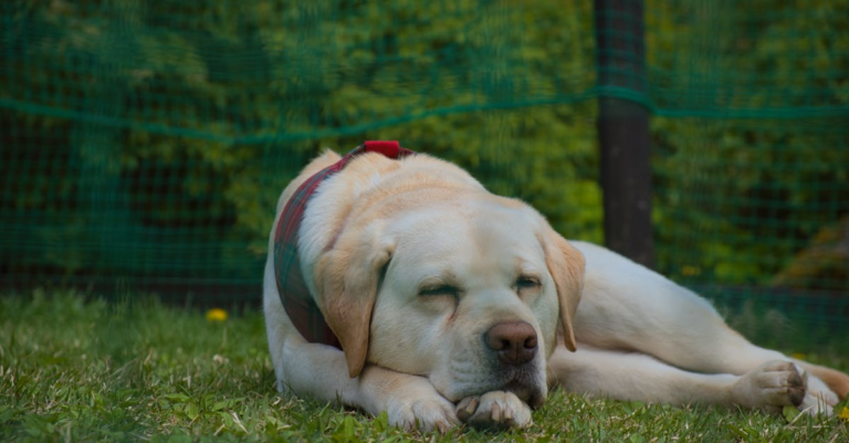 Golden Slumber